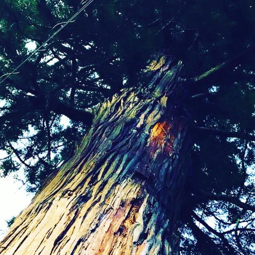 大木の幹